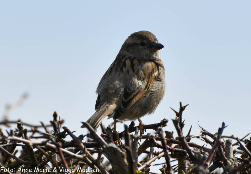 dsc_1828-standard.jpg