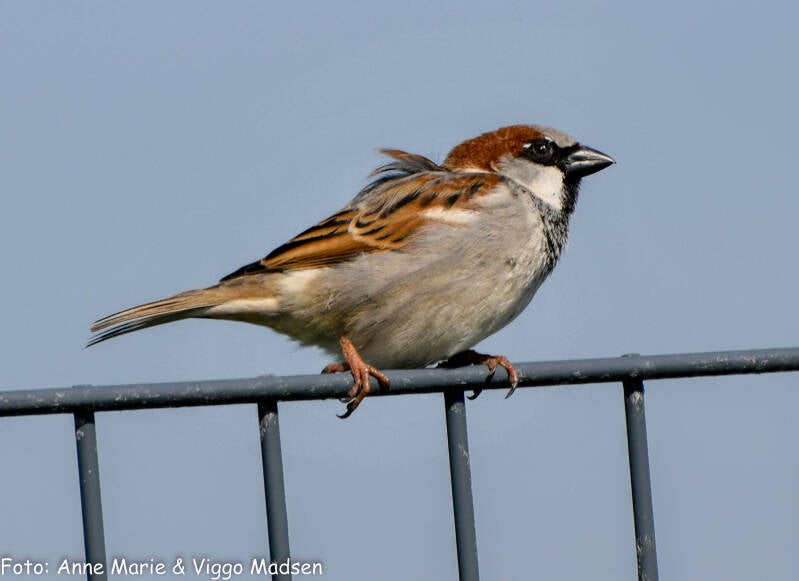 dsc_2260-standard-g495fy.jpg