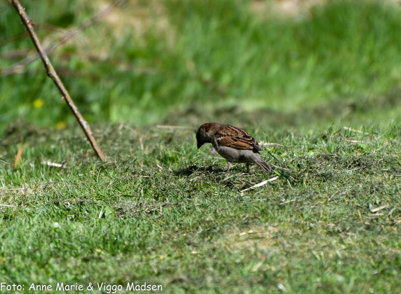 dsc_2340-standard.jpg