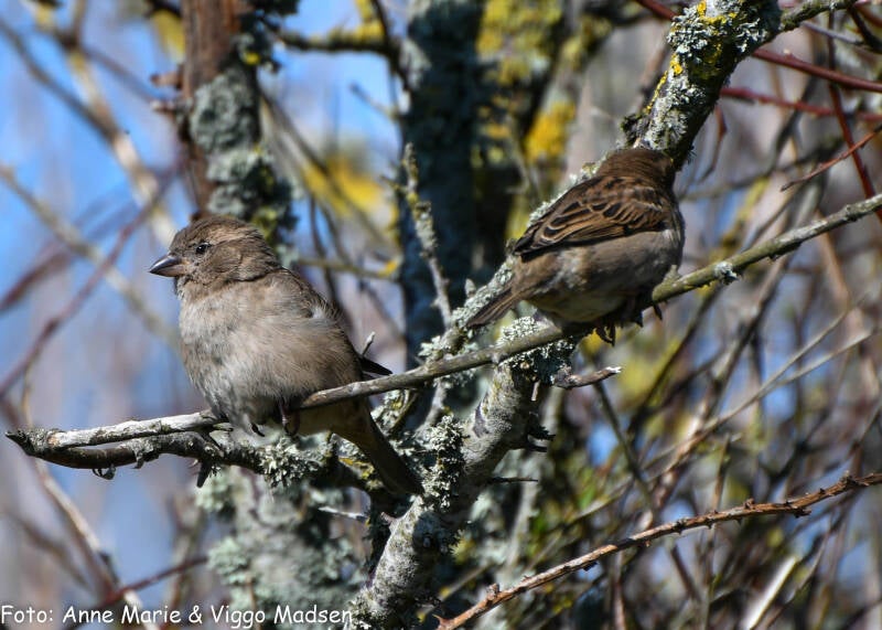 dsc_2342-standard.jpg