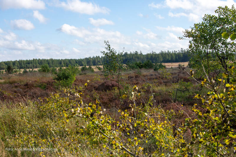 dsc_4118-standard.jpg