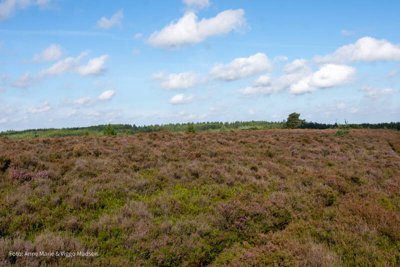 dsc_4125-standard.jpg