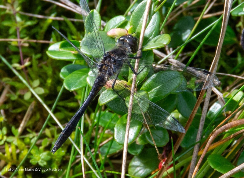 dsc_4300-standard-f280el.jpg