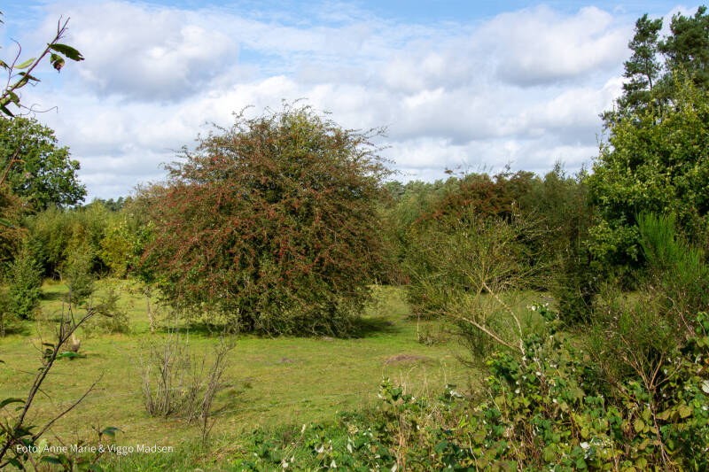 dsc_4398-standard.jpg