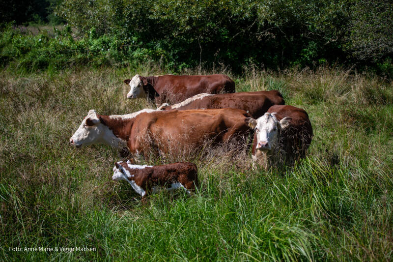dsc_5303-standard.jpg