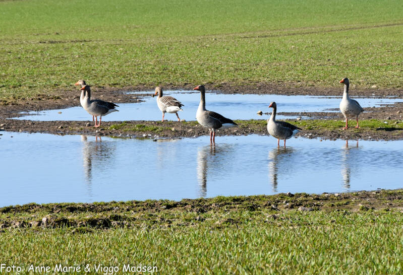 dsc_8806-standard.jpg