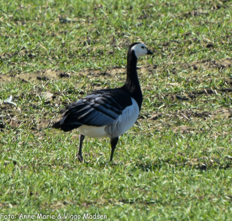 dsc_8812-standard.jpg
