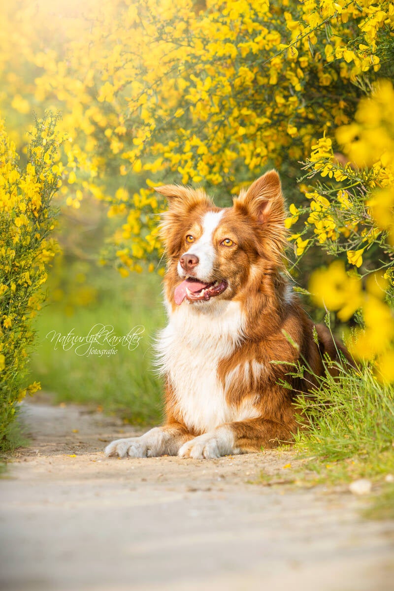 hond-2-logo-standard.jpg