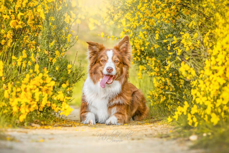 hond-logo-standard.jpg