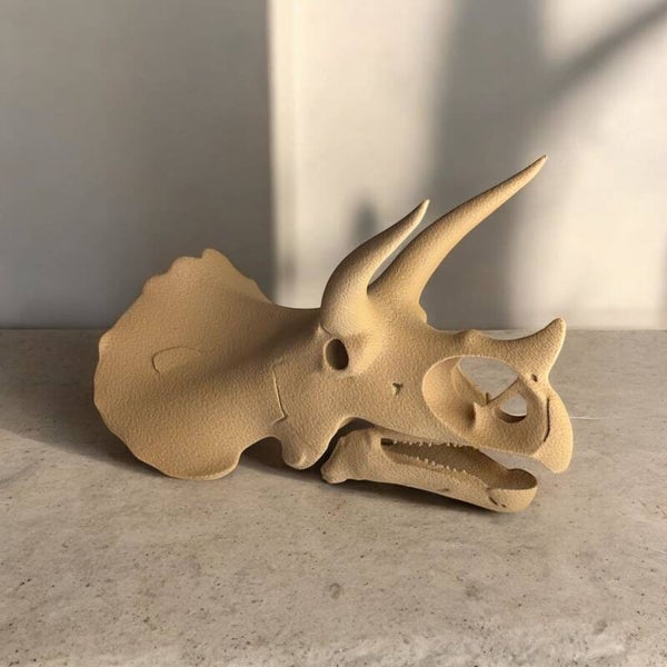 Triceratops Skull