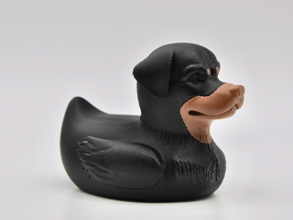 Rottweiler Duck