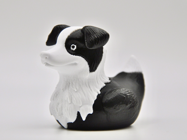 Border Collie Duck