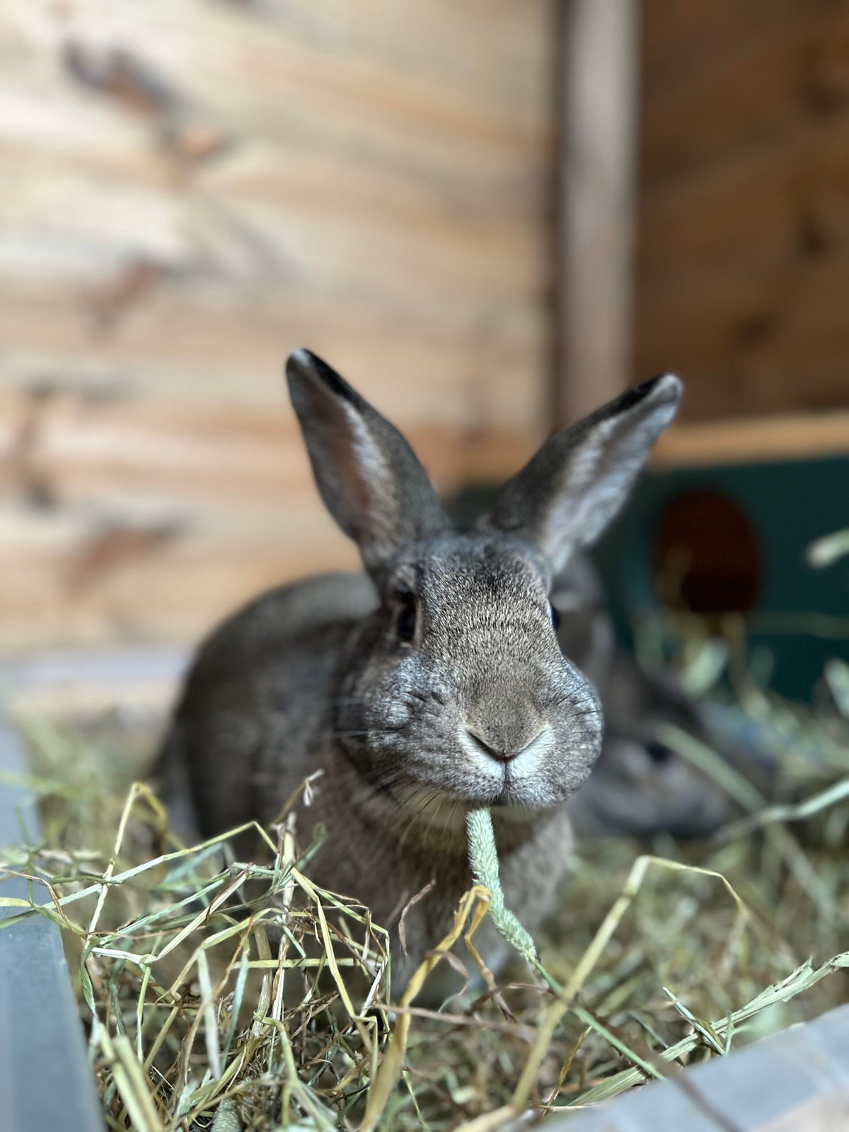 Sanctuary Rabbits | Clement Rabbit Rescue