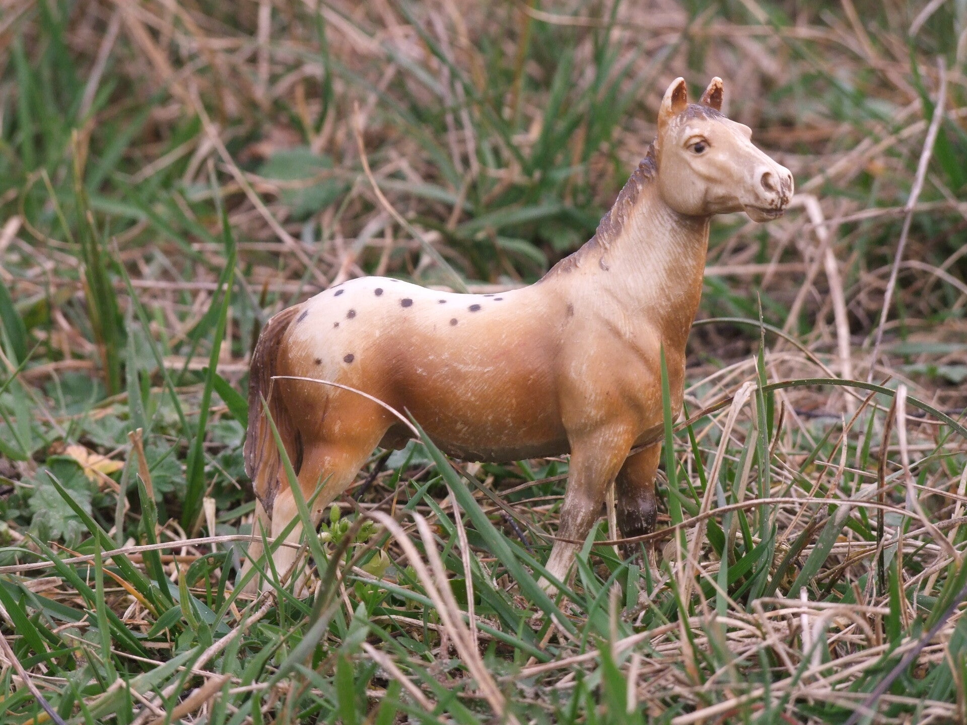 Schleich appaloosa