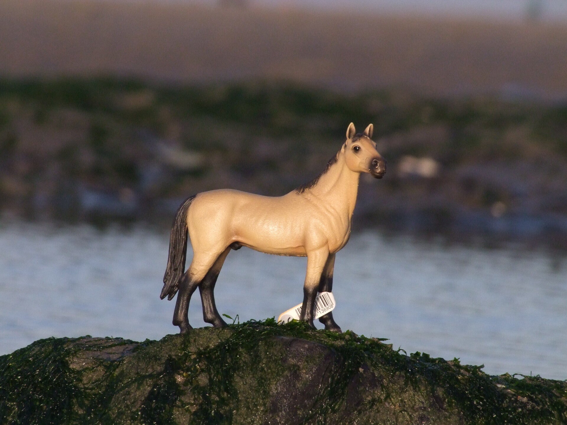 schleich akhal teke