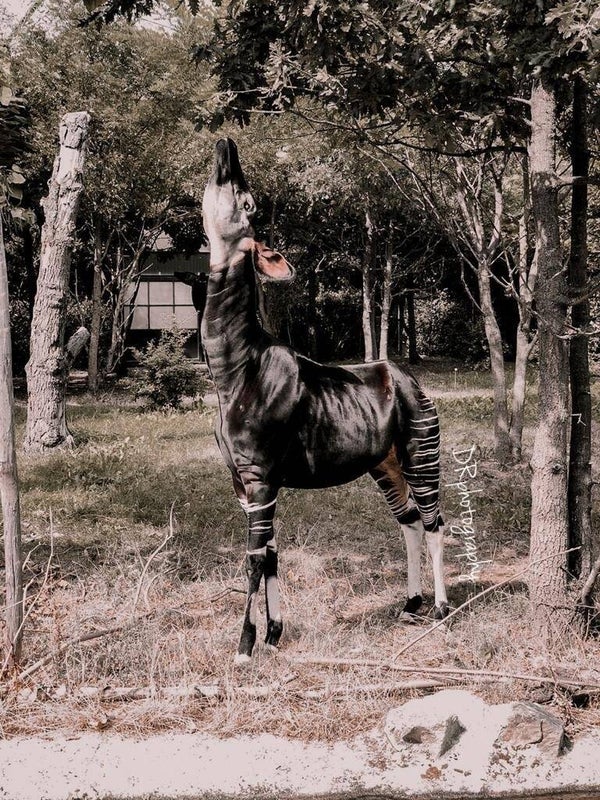 Rotterdam Blijdorp Zoo
