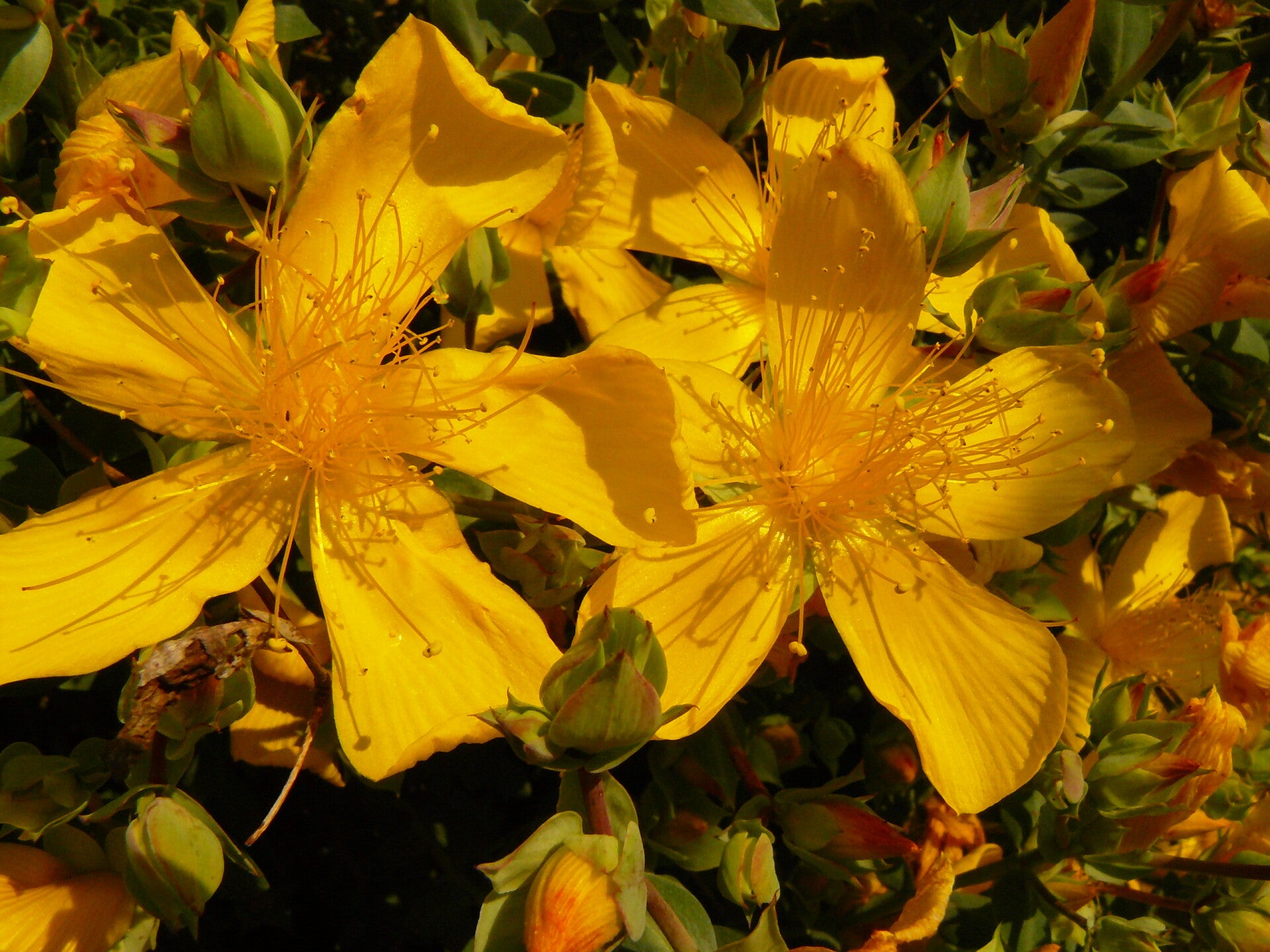 Fytotherapie betekent natuurlijke gezondheidszorg