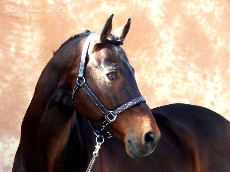 Licol cuir surpiqué sur mesure