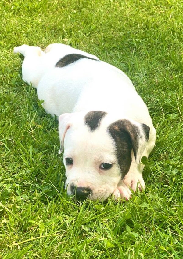 Amerikan bulldoggi pentuja