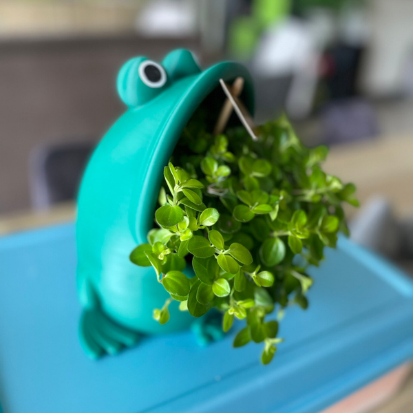 Bloempotje Kikker