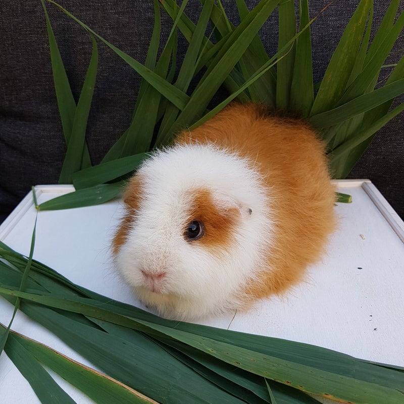 Lily