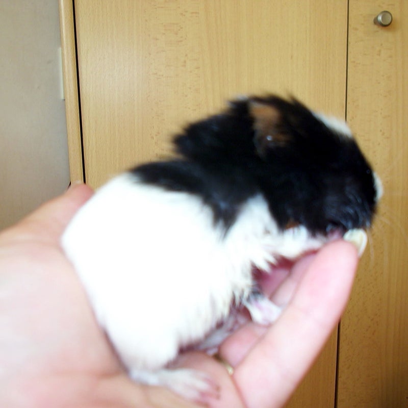 Lieve, zoals ze altijd lag in mijn hand