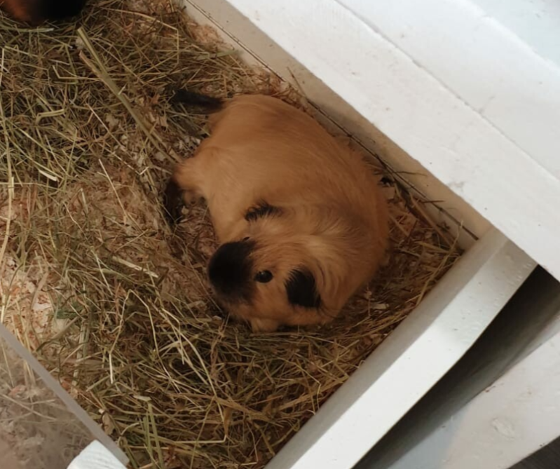 die zwarte pootjes :-)