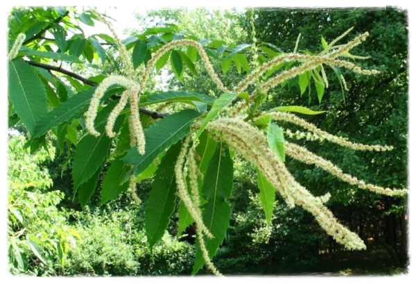 Elixir floral *Chataignier