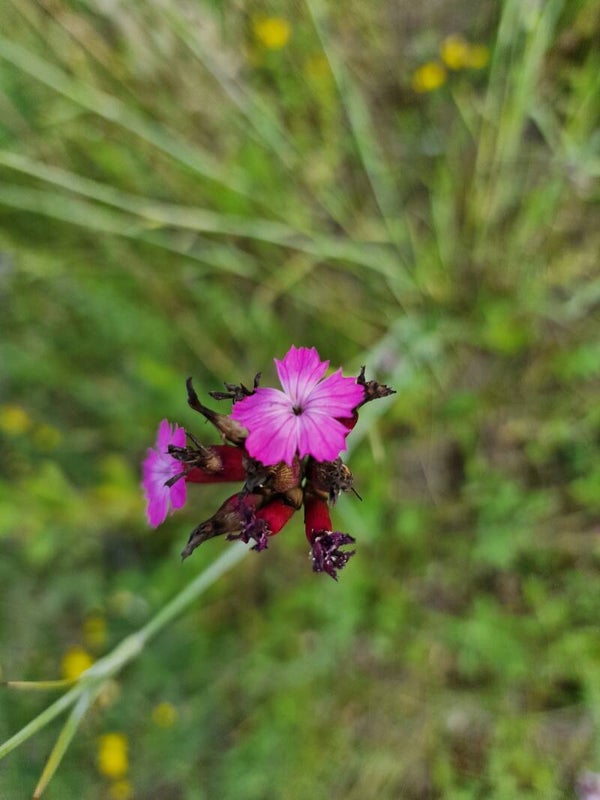 Dianthus carthusianorum - Kartäusernelke