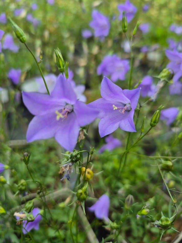 Campanula rotundifolia - Rundblättrige Glockenblume