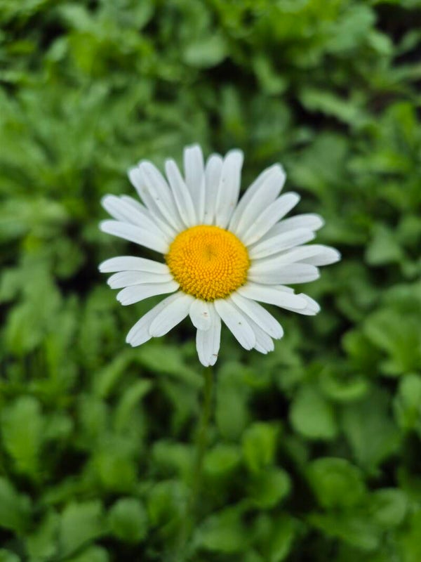 Leucanthemum vulgare - Wiesenmargerite