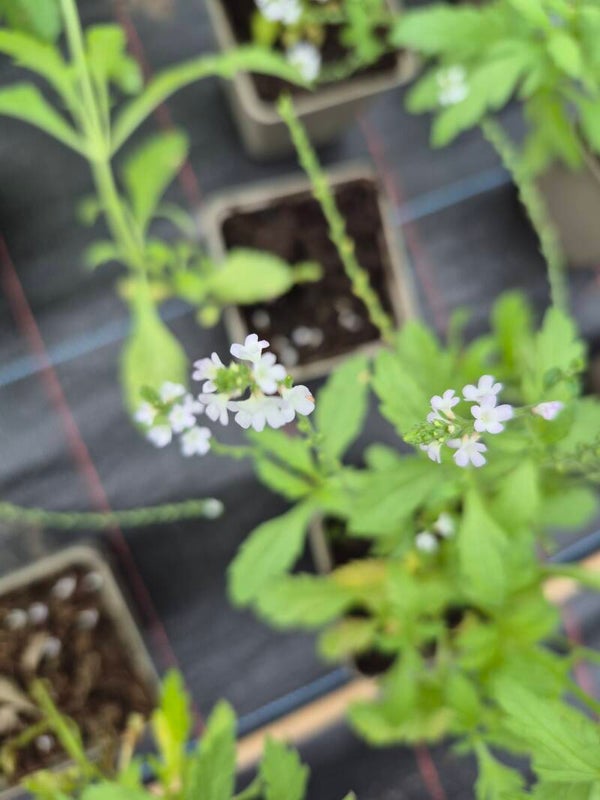 Verbena officinalis - Echtes Eisenkraut