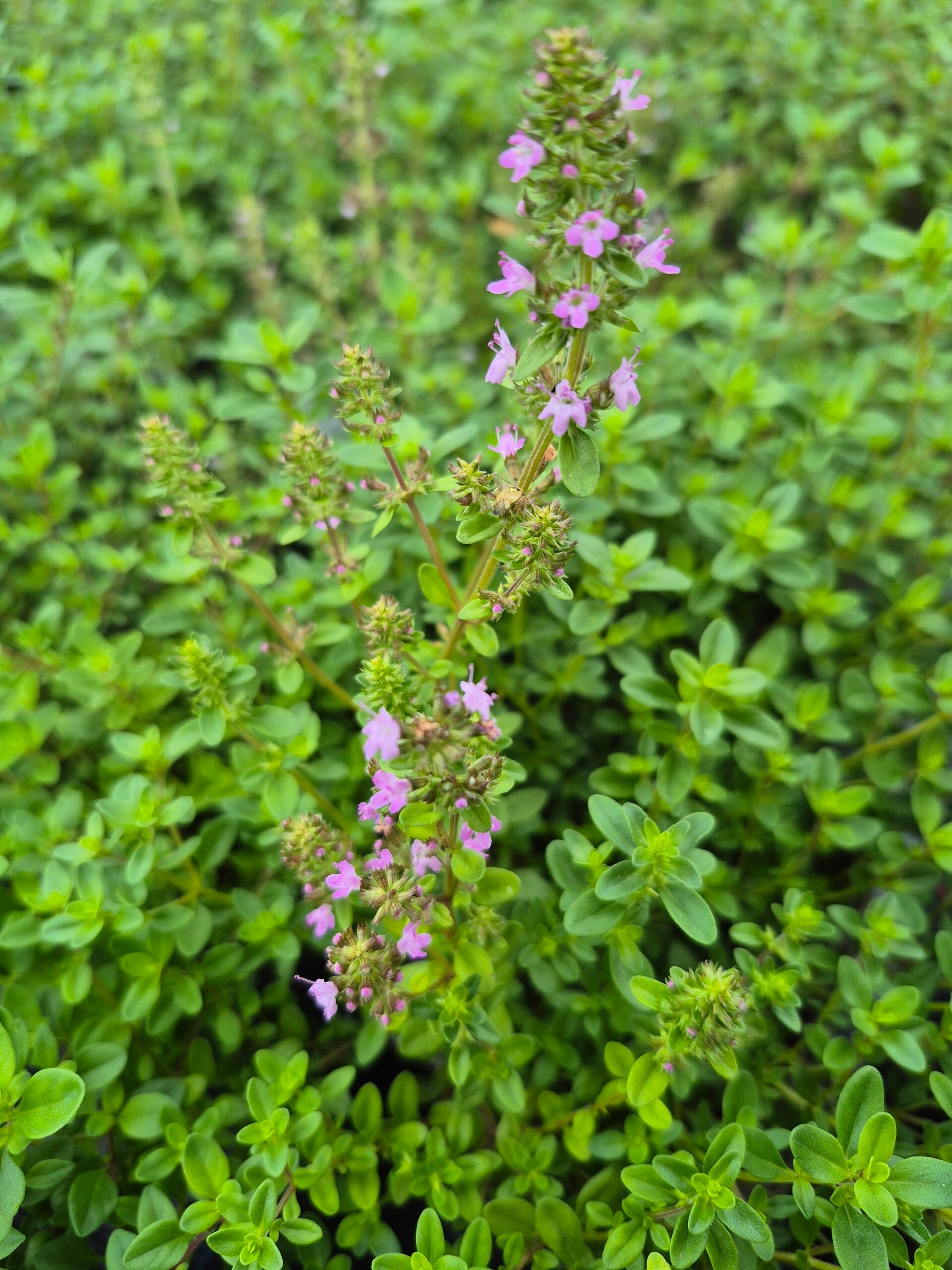 Thymus pulegioides-Gewöhnlicher Thymian