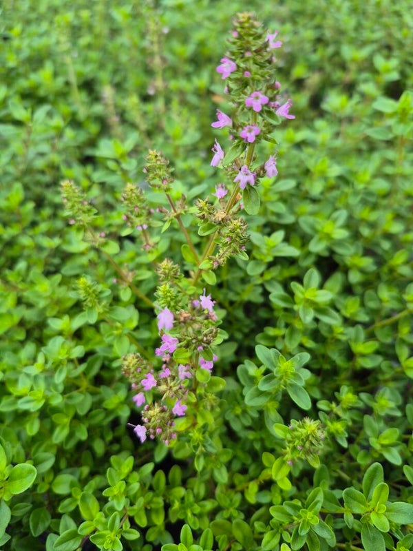 Thymus pulegioides-Gewöhnlicher Thymian