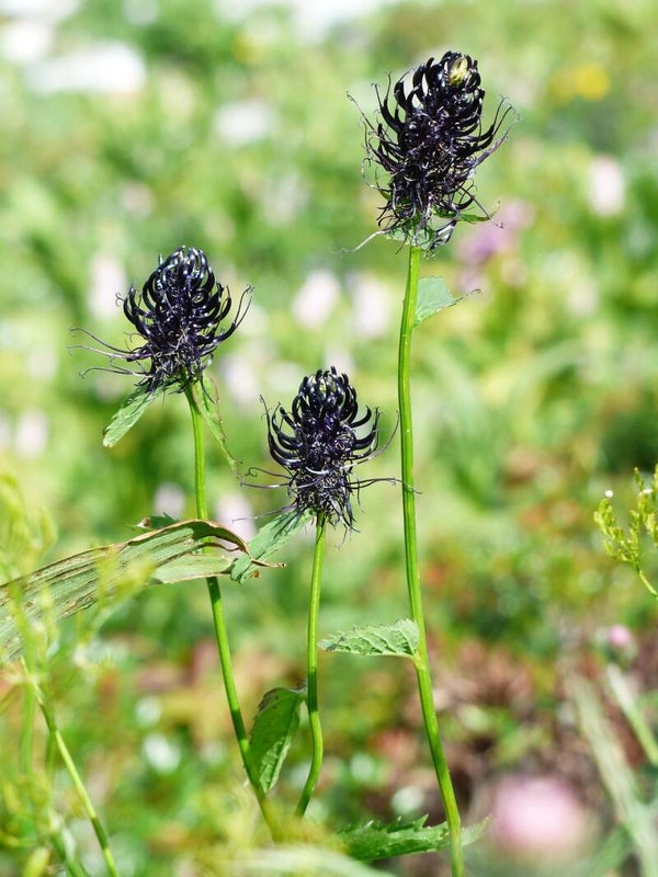 Phytheuma nigrum - Schwarze Teufelskralle