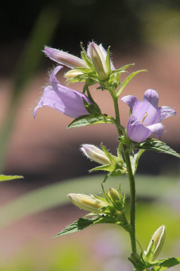 Campanula trachelium - Nesselblättrige Glockenblume