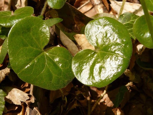 Asarum europaeum - Gewöhnliche Haselwurz