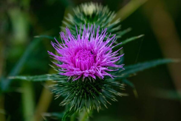 Centaurea nigra - Schwarze Flockenblume