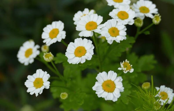 Tanacetum parthenium - Mutterkraut