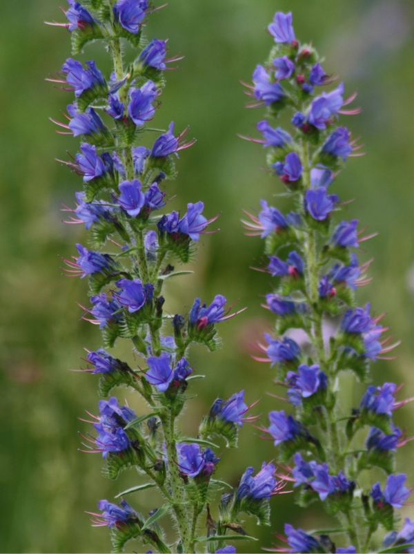 Echium vulgare-Gewöhnlicher Natternkopf