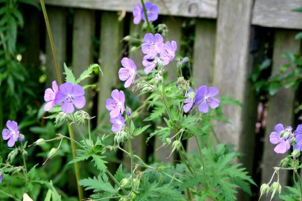 Geranium pratense