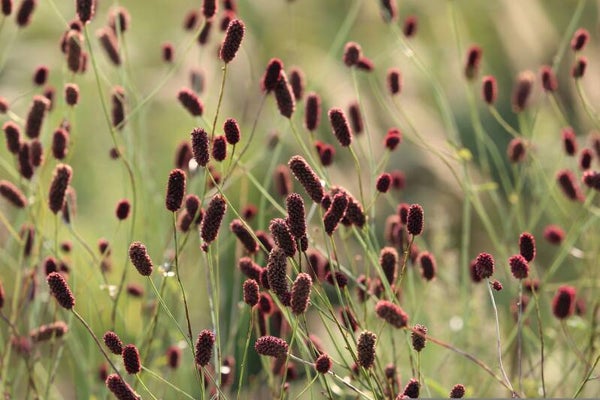 Sanguisorba officinalis - Großer Wiesenknopf
