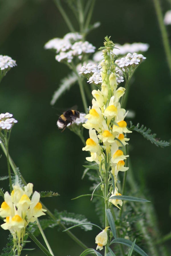 Linaria vulgaris - Echtes Leinkraut