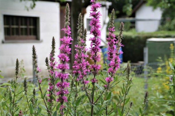 Lythrum salicaria - Gewöhnlicher Blutweiderich