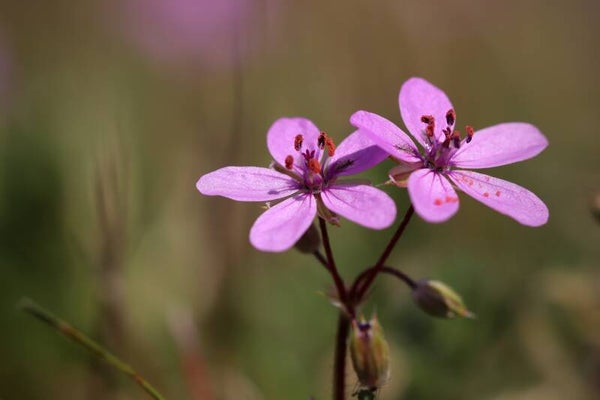 Erodium cicutarium - Gewöhnlicher Reiherschnabel