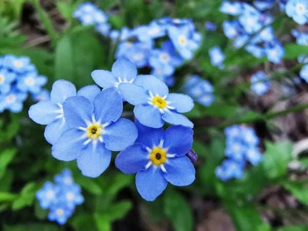 Myosotis sylvatica - Wald-Vergissmeinnicht