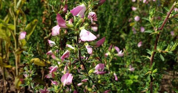 Ononis spinosa - Dorniger Hauhechel