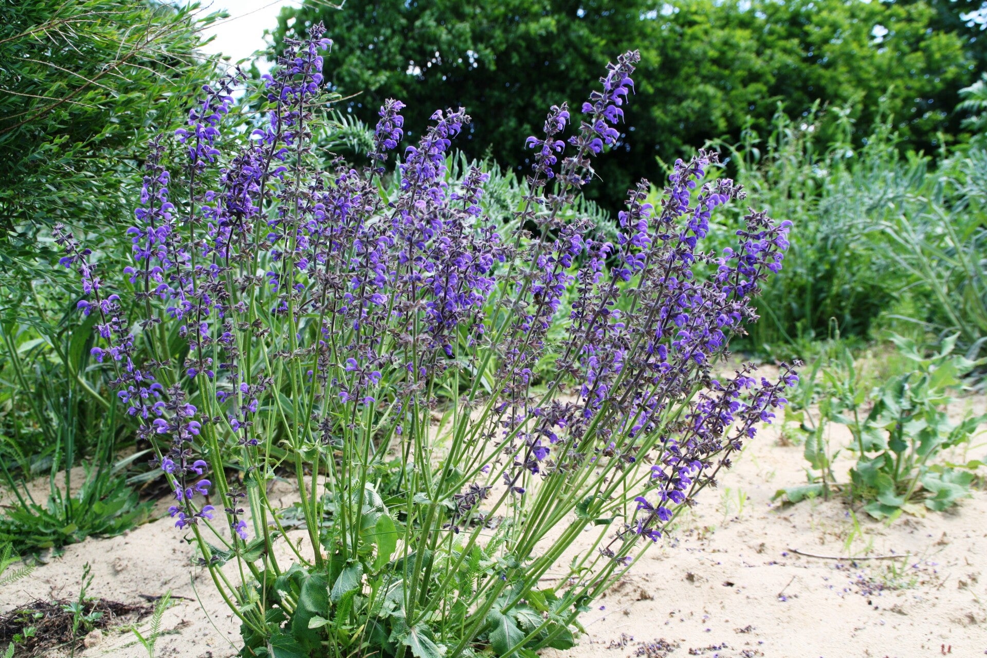Salvia pratensis – Wiesen-Salbei