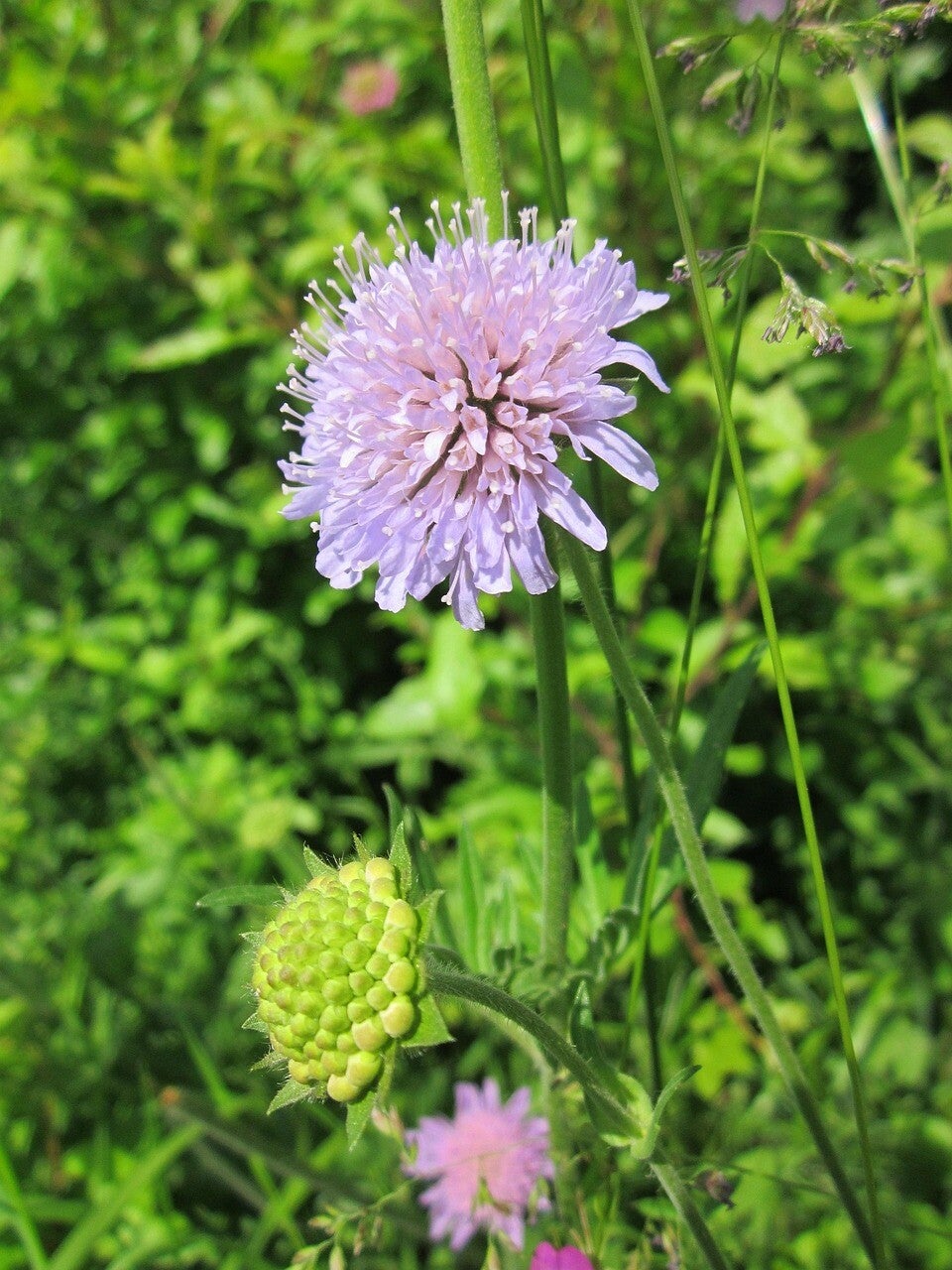 Scabiosa columbaria  – Tauben-Skabiose