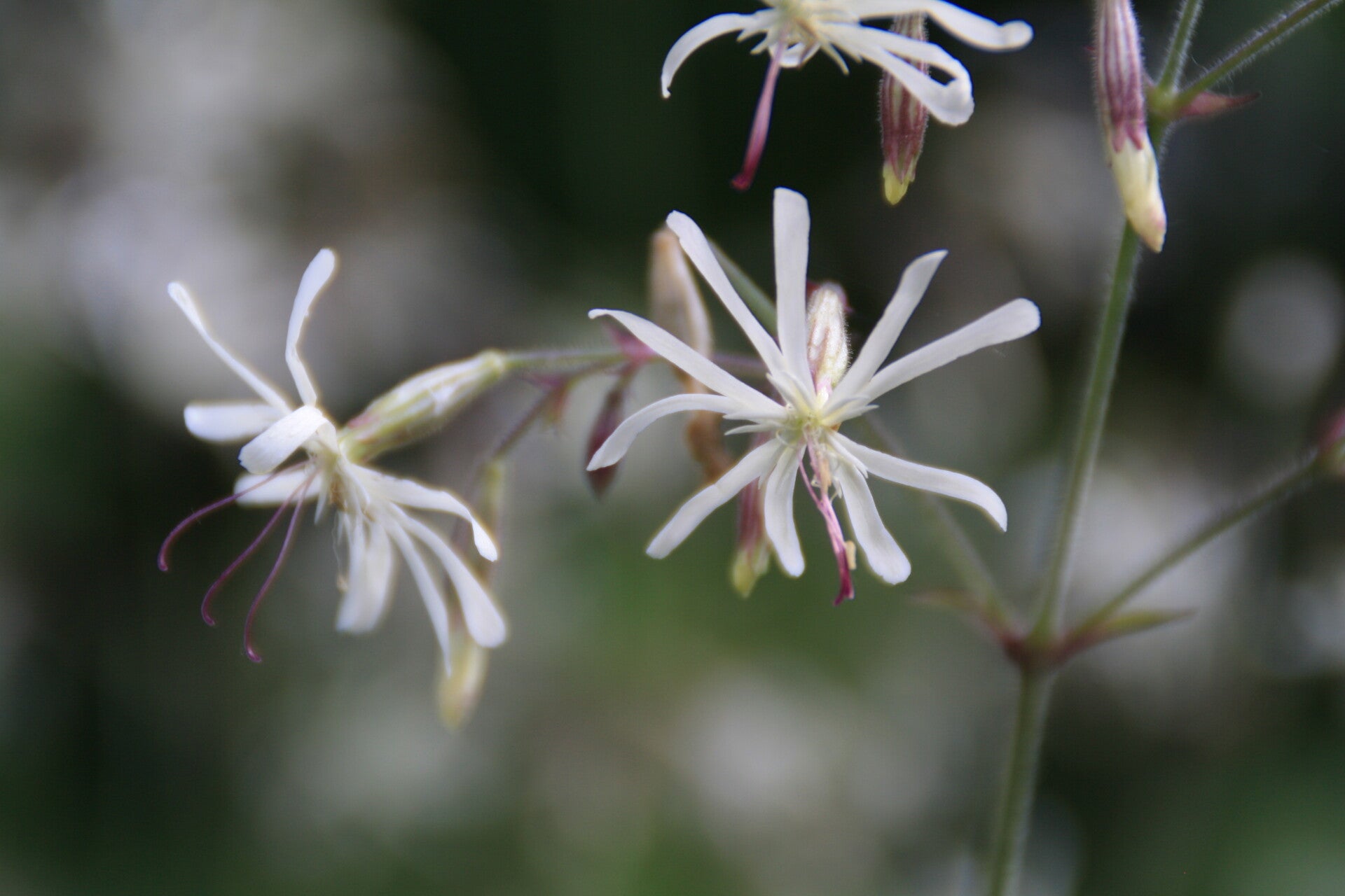 Silene nutans-Nickendes Leimkraut